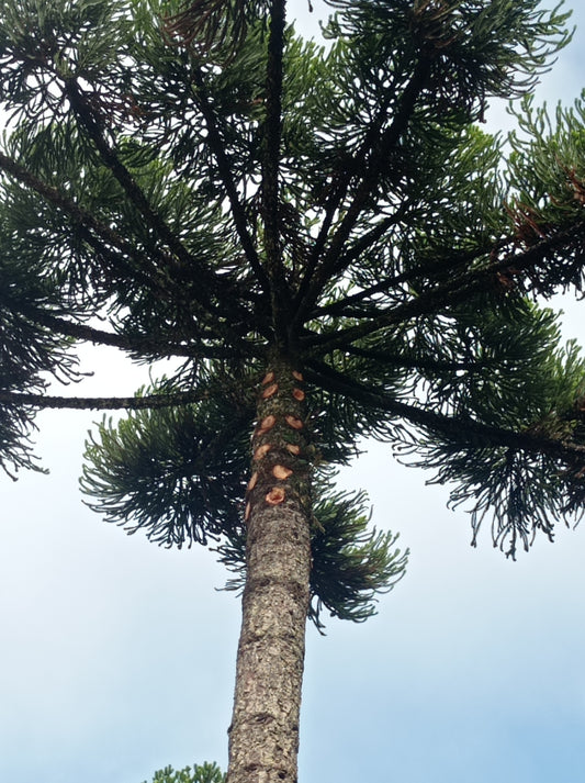 "Entenda o papel da Arboricultura na preservação ambiental e saúde urbana"